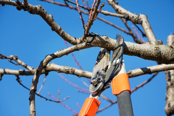 Grow your Maple Tree Pruning business