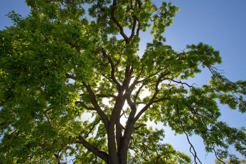 Pruned Maple Tree Canopy