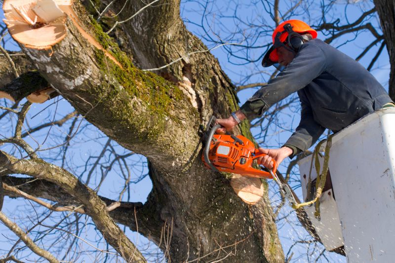 Disposal of Pruned Branches