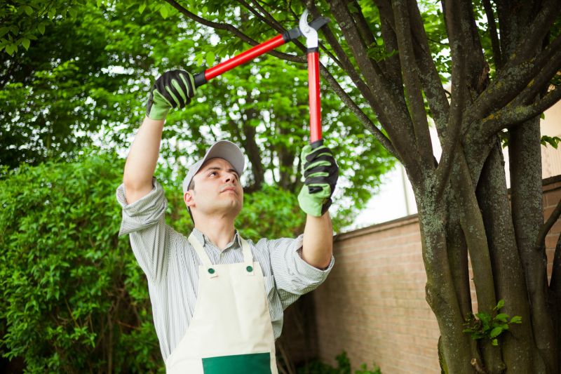 Healthy Maple Tree After Pruning