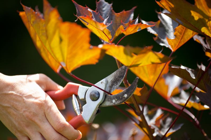 Close-up of Pruned Branches