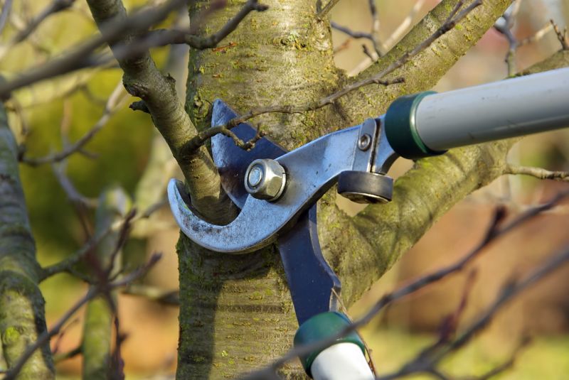 Products For Maple Tree Prunings in use