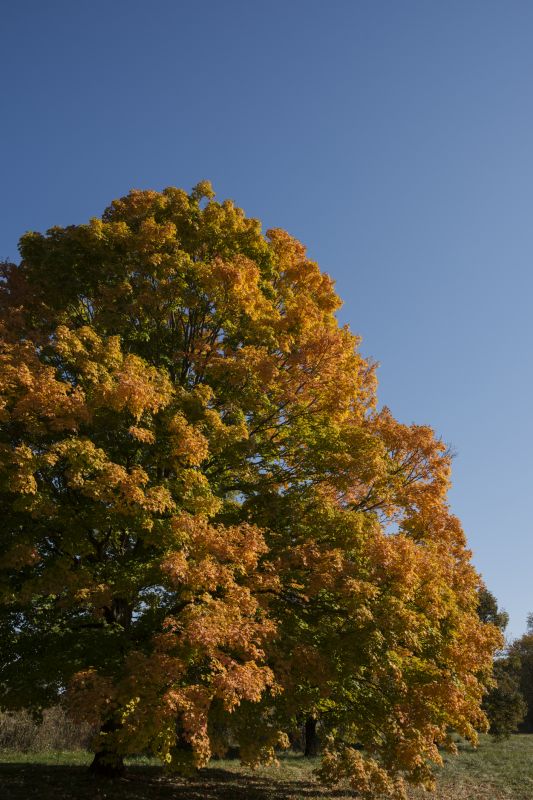 Improve Sunlight and Air Circulation