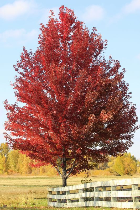 Enhance Seasonal Beauty